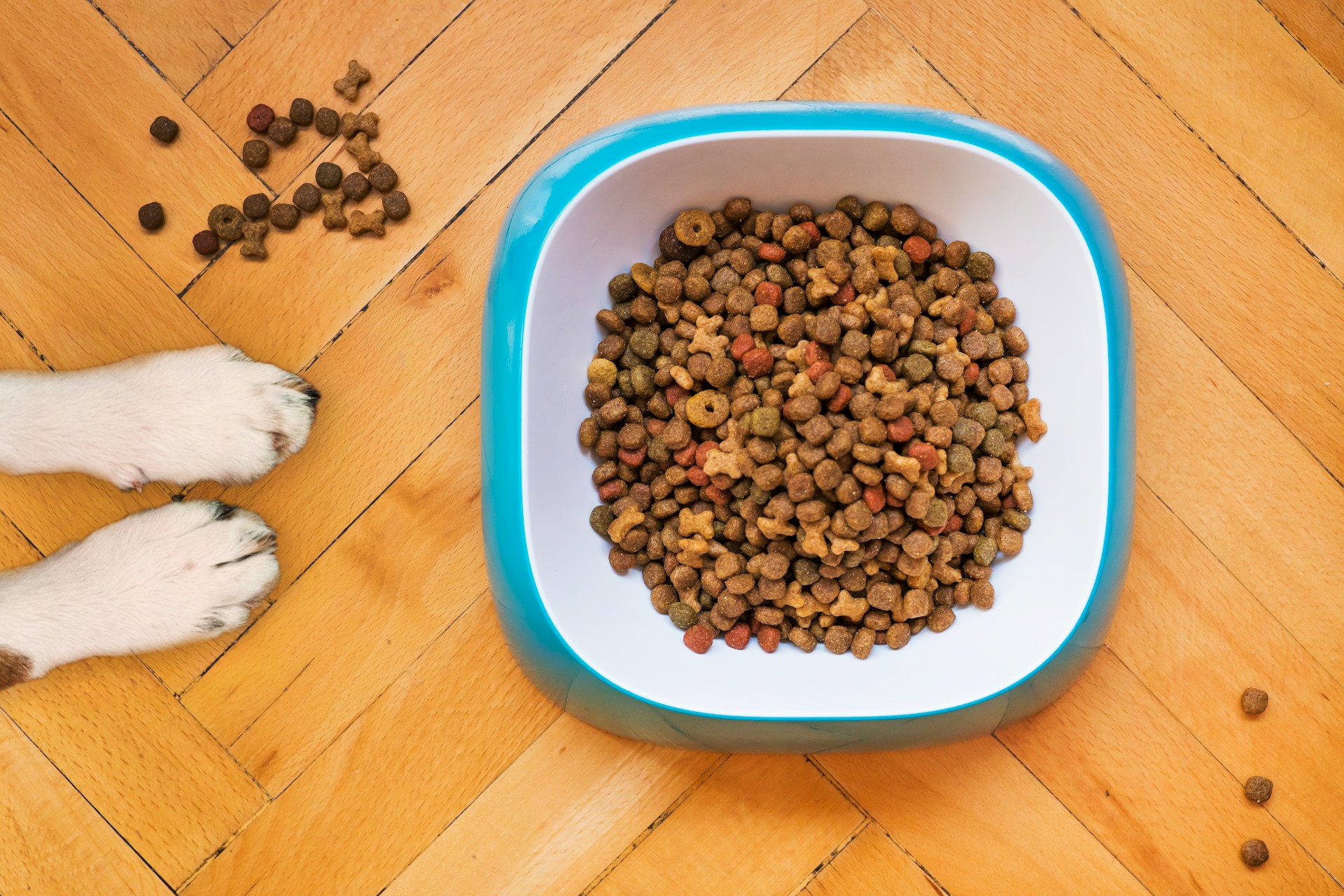 Stop Feeding Your Dog Chicken—Here’s What Protein Vets Actually Recommend Home & Décor, Relationships