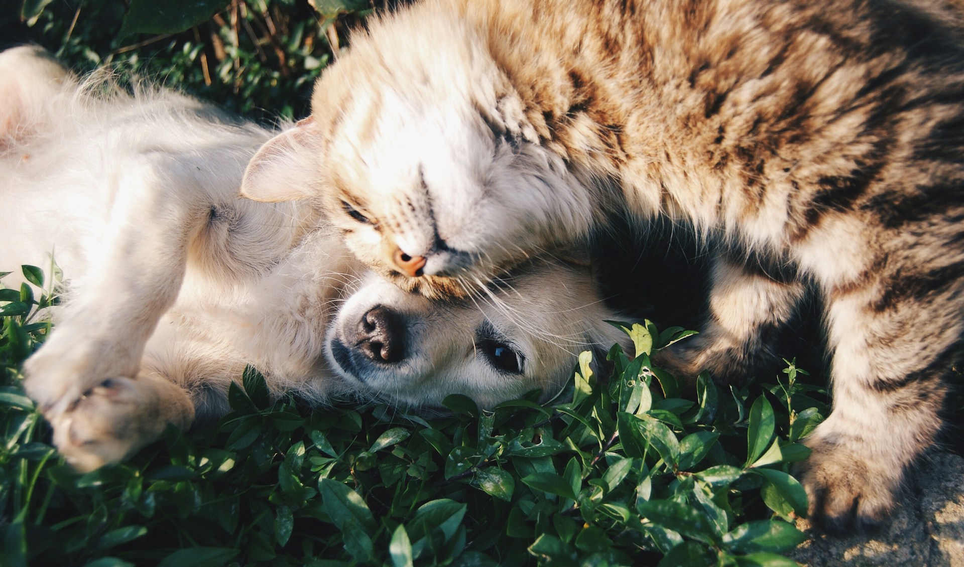 The Importance of Immune Support for Pets Pets